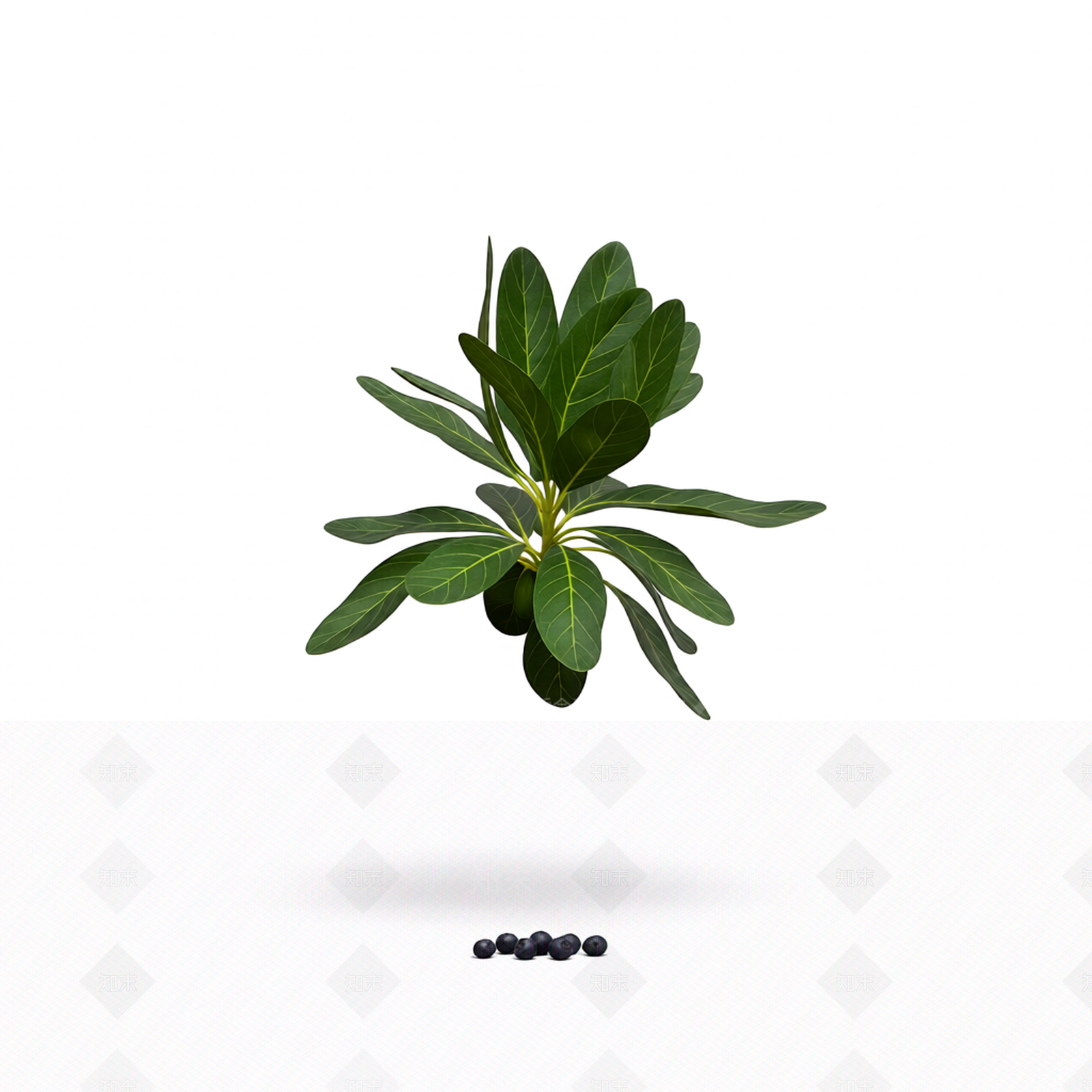 带果植物模型3D模型下载【ID:1206190262】