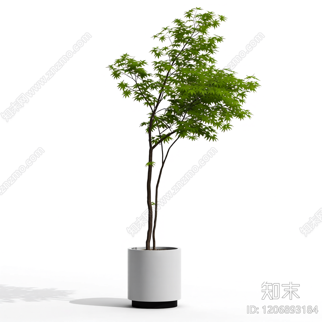 盆栽植物带花盆3D模型下载【ID:1206893184】