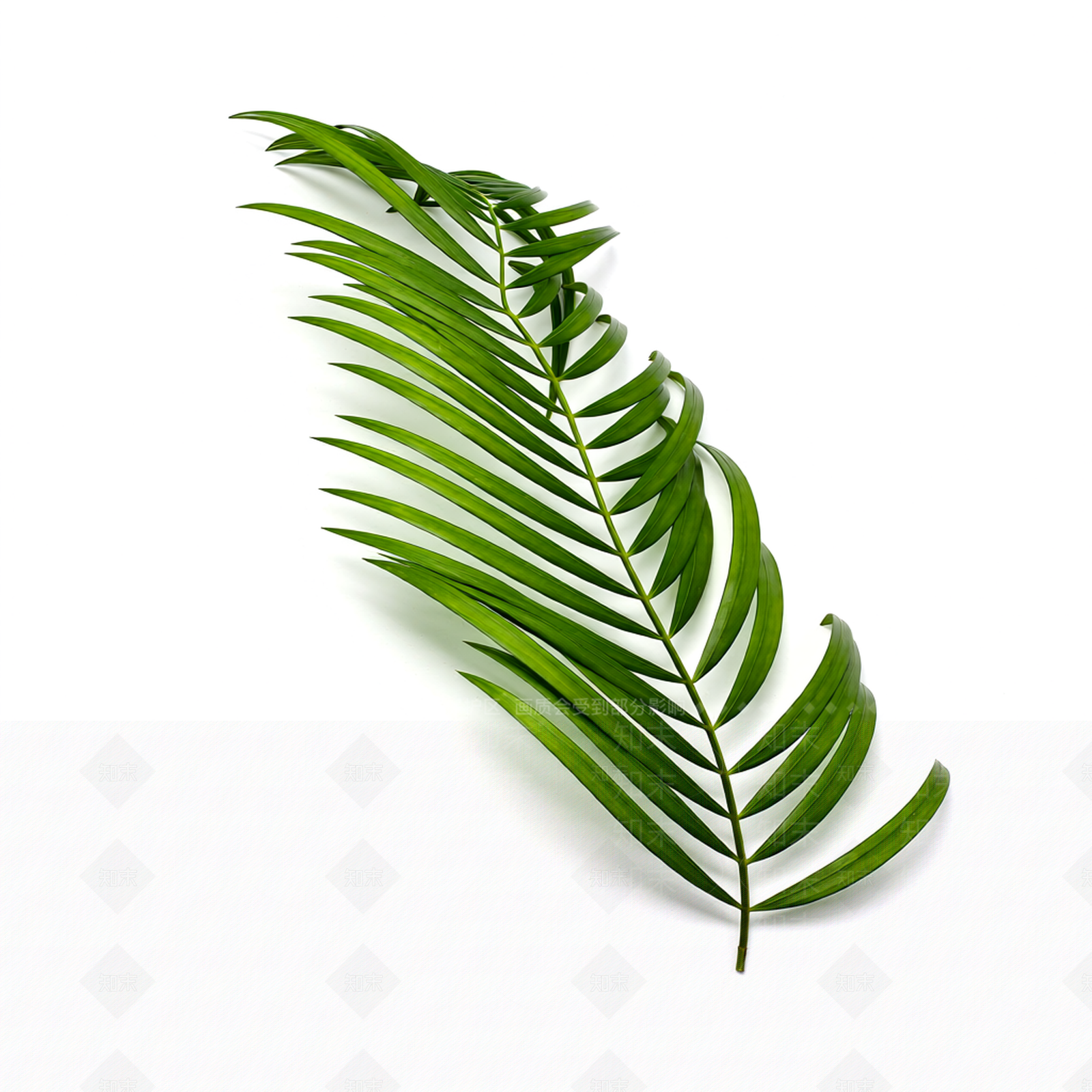 绿色蕨类植物模型3D模型下载【ID:1206191221】