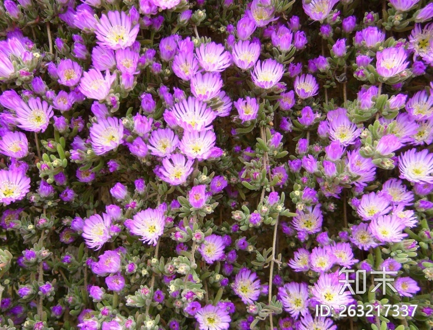 花床贴图下载【ID:263217337】