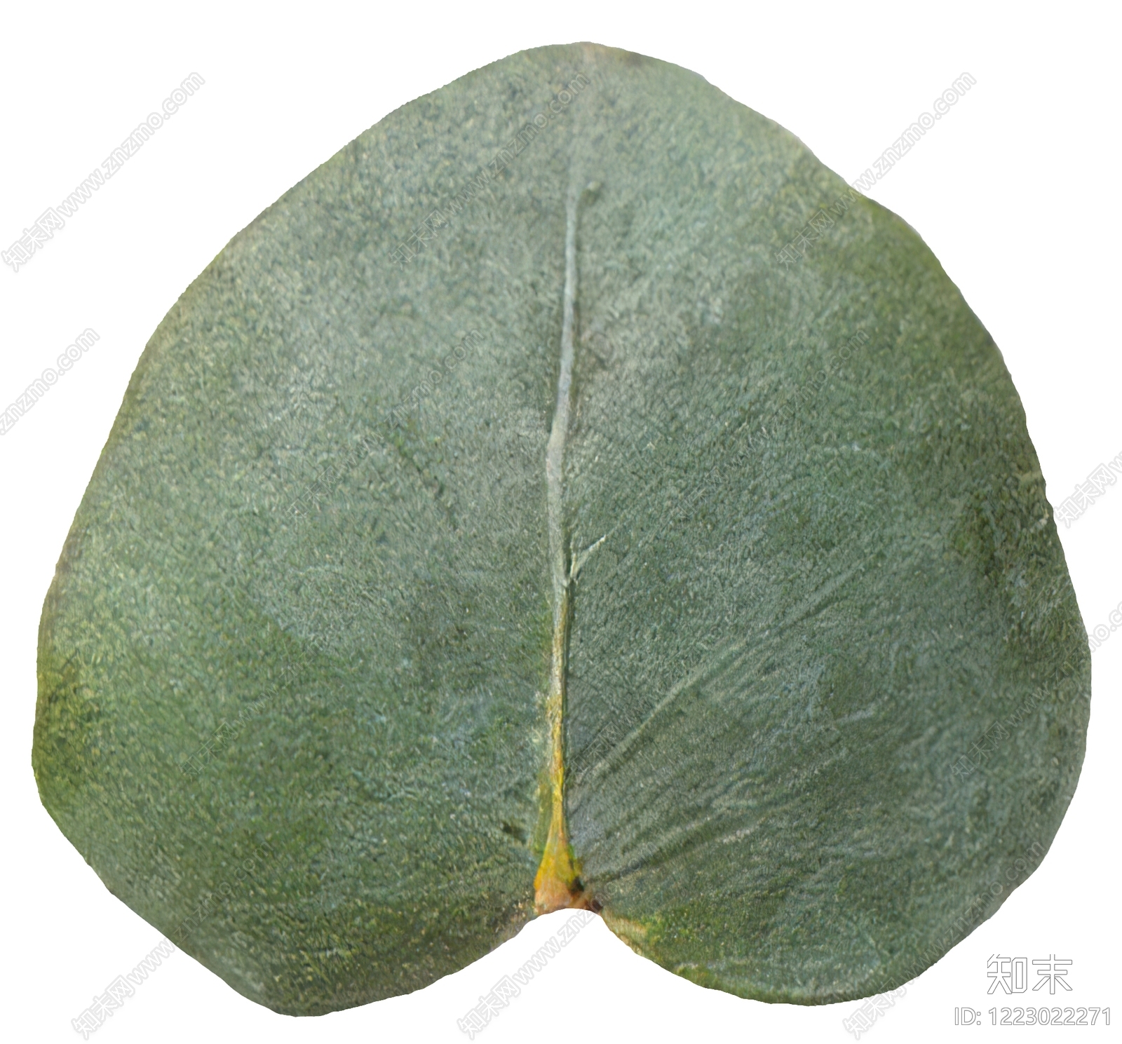叶片纹理高清贴图材质