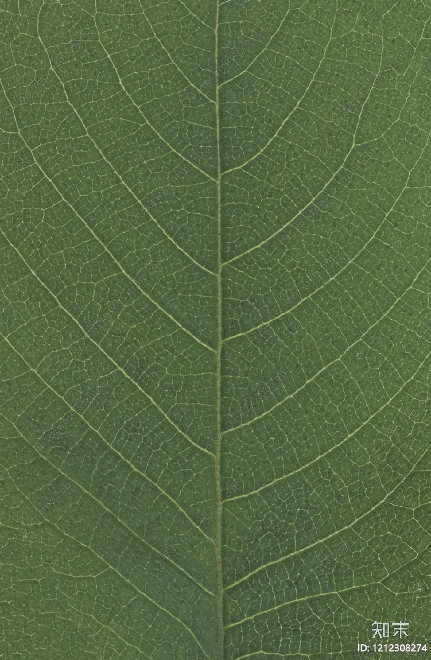叶片纹理贴图下载【ID:1212308274】
