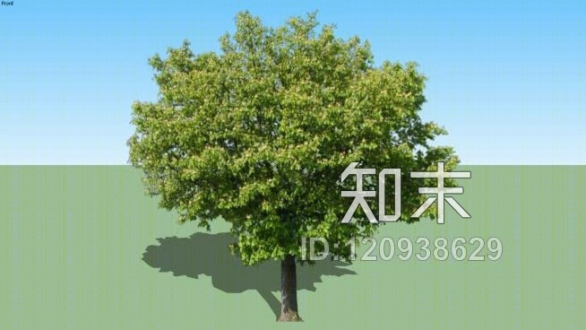 树2D板栗10m／33英尺SU模型下载【ID:120938629】