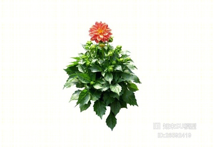 2D灌木SU模型下载【ID:26592419】