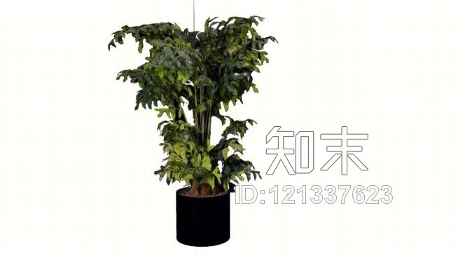 鱼尾棕榈树SU模型下载【ID:121337623】