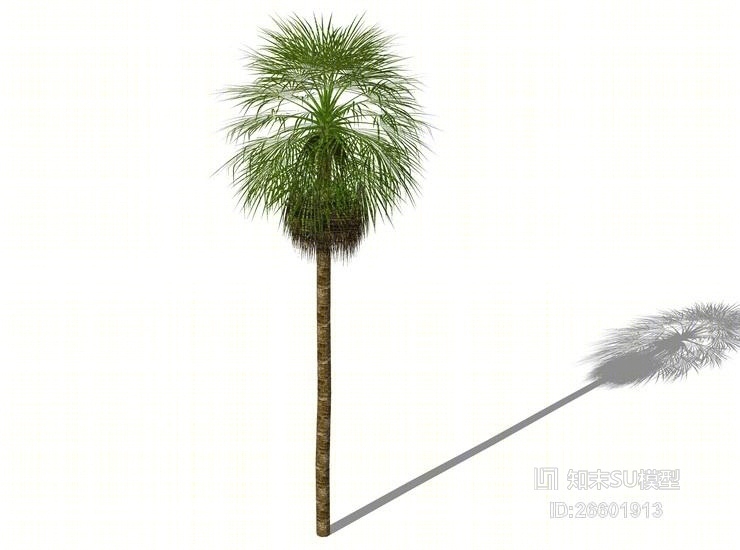 3D棕榈科植物SU模型下载【ID:26601913】