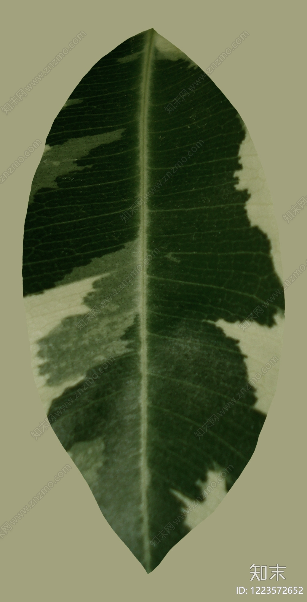 绿植墙贴图下载【ID:1223572652】