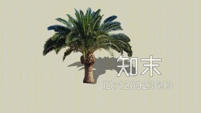 棕榈树SU模型下载【ID:120923693】