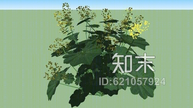 羊肚菌SU模型下载【ID:621057924】