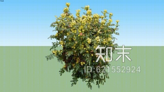 亮叶十大功劳SU模型下载【ID:621552924】