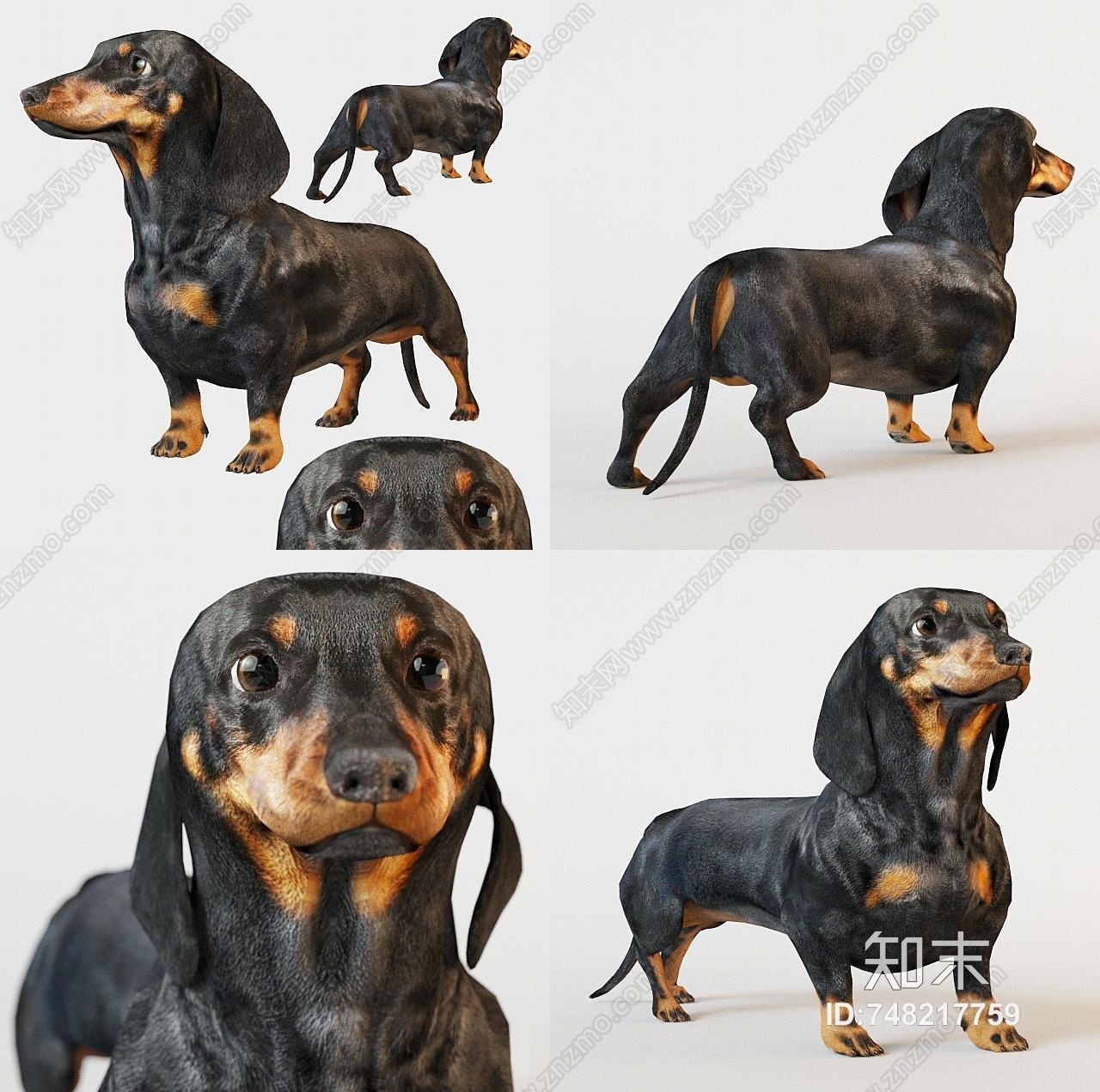 现代动物狗犬腊肠犬3d模型 Id 知末3d模型网