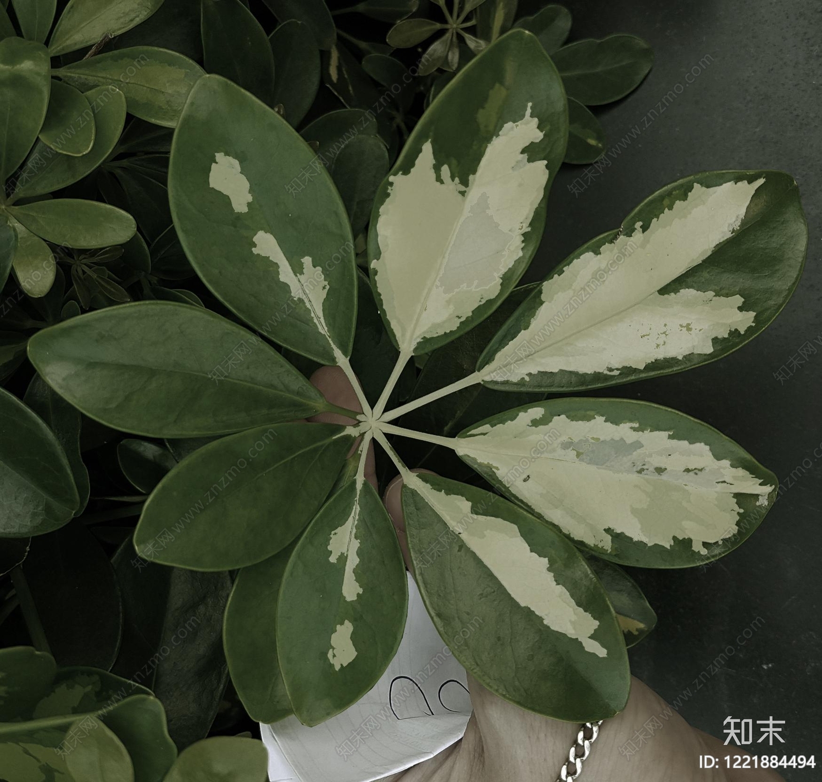 植物壁纸高清贴图材质