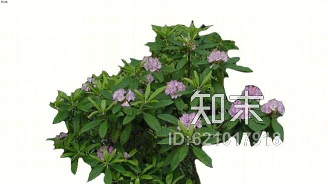 杜鹃花SU模型下载【ID:621017918】