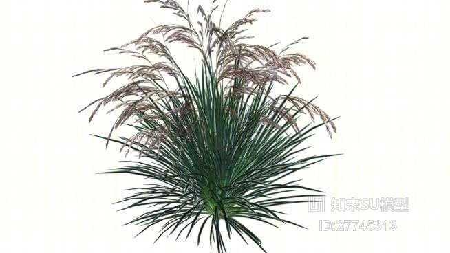 现代草SU模型下载【ID:27745313】