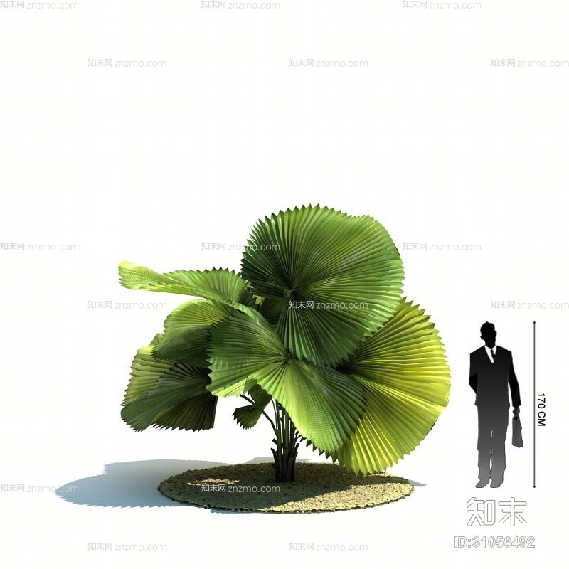绿色景观树3D模型下载【ID:31056492】