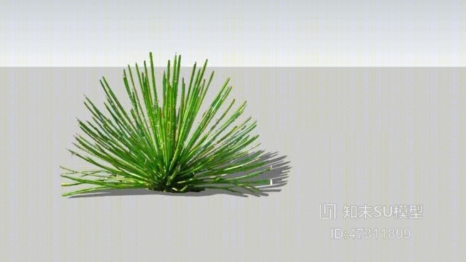 龙舌兰geminifloraSU模型下载【ID:47311809】