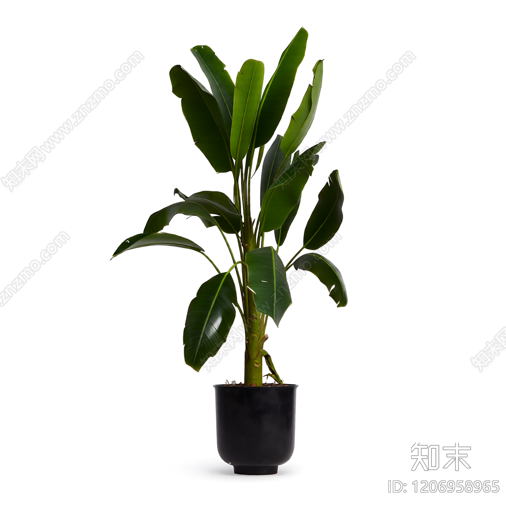 盆栽植物装饰3D模型下载【ID:1206958965】