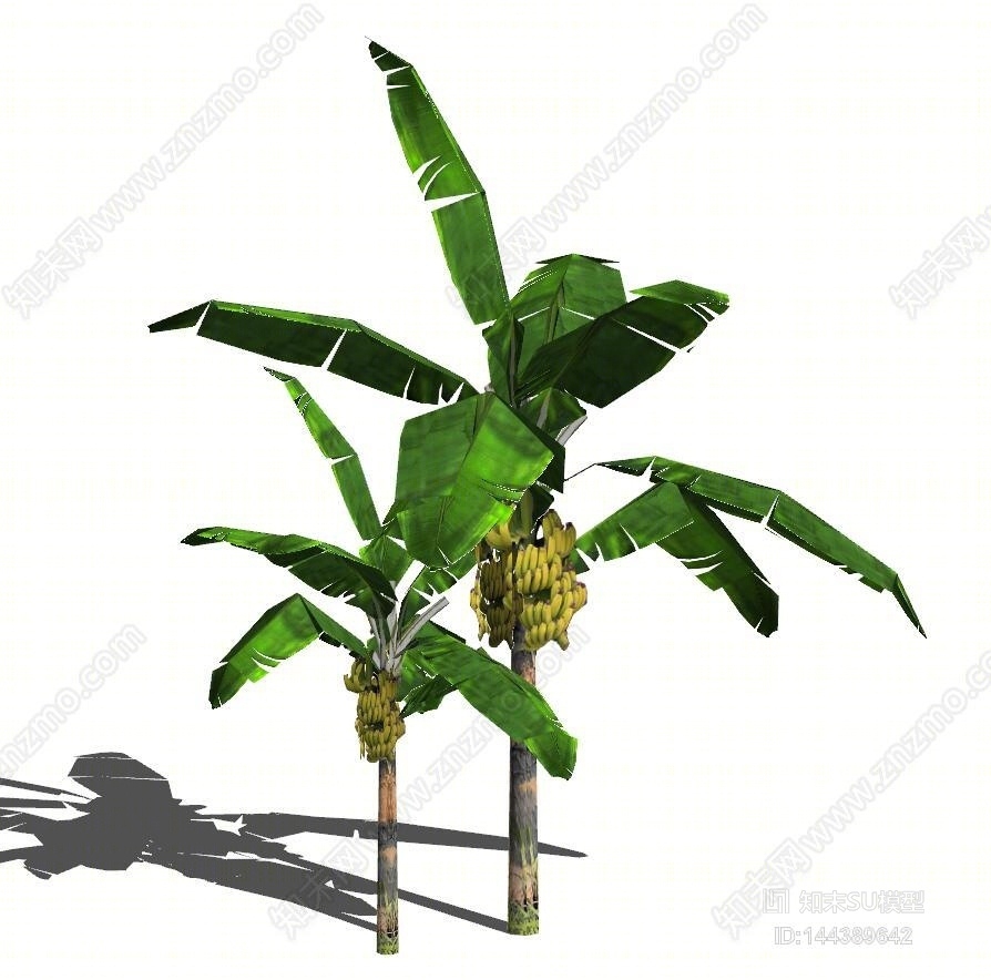 现代芭蕉树SU模型下载【ID:144389642】