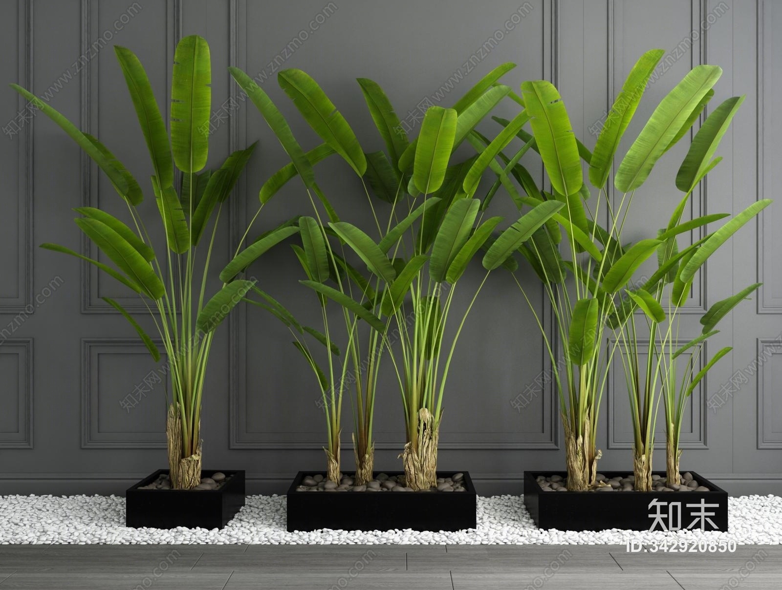 现代芭蕉树盆栽3D模型下载【ID:342920850】