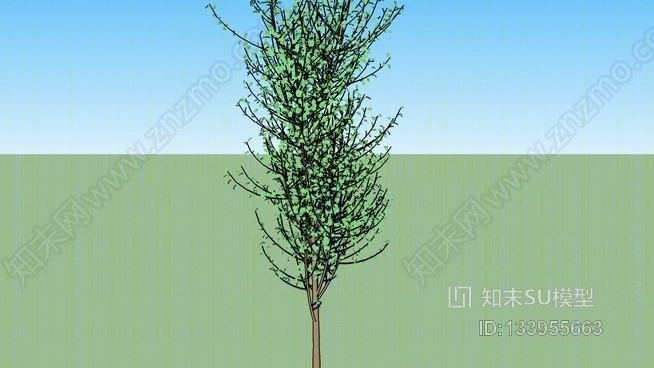 三维杨树SU模型下载【ID:133955663】