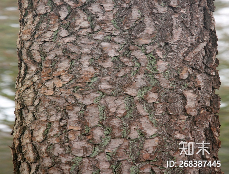 树皮贴图下载【ID:268387445】