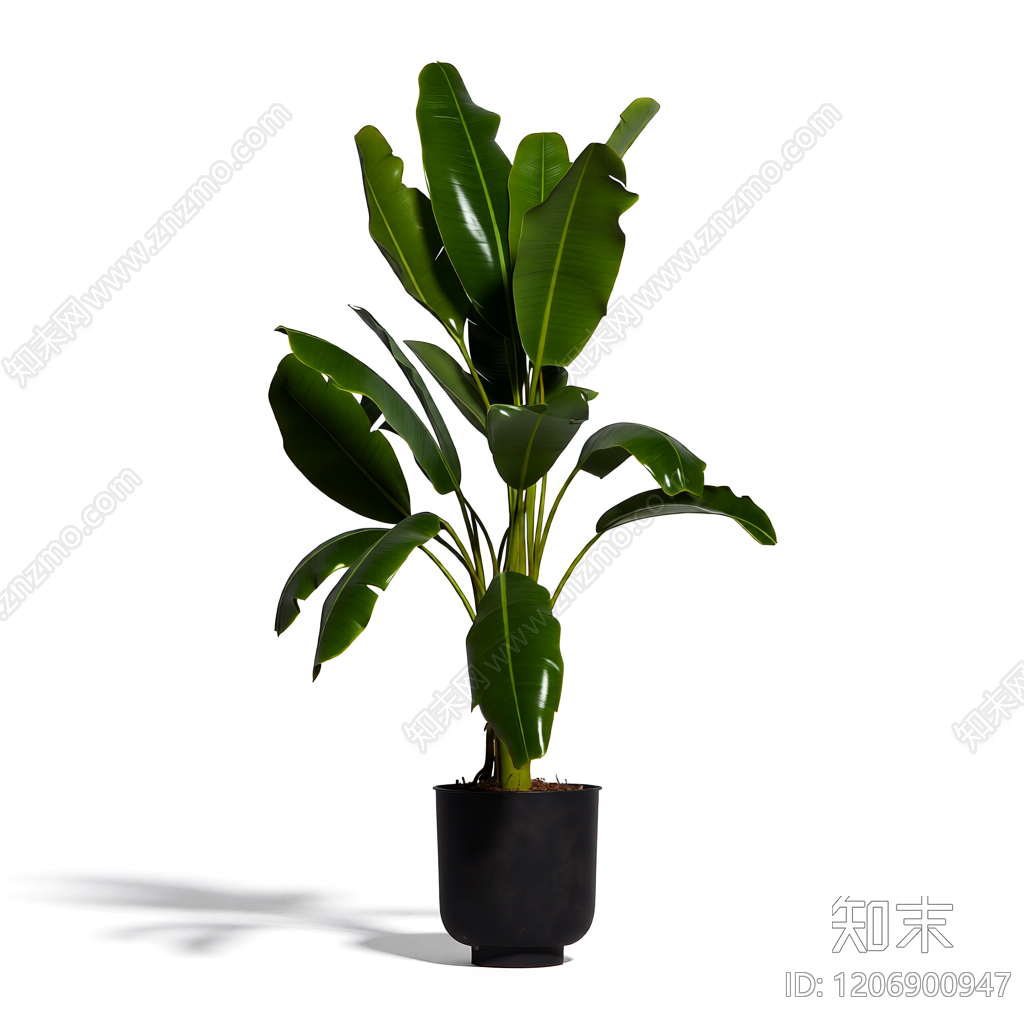 盆栽植物带花盆3D模型下载【ID:1206900947】