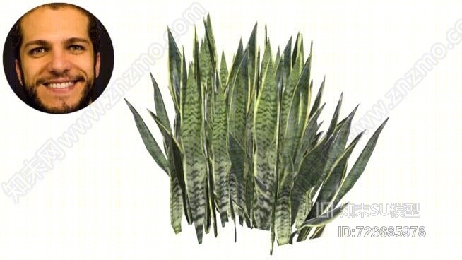 虎尾兰剑s茫o豪尔赫l铆ngua婆婆sansevi茅ria蜥蜴的尾巴SU模型下载【ID:726685978】
