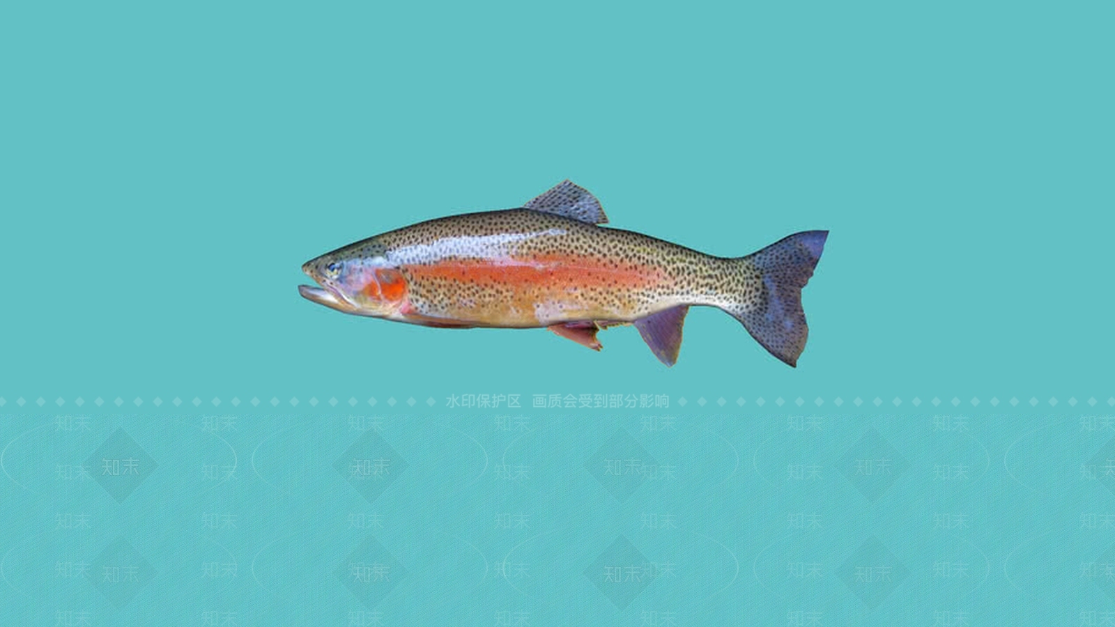 鱼SU模型下载【ID:1162055970】