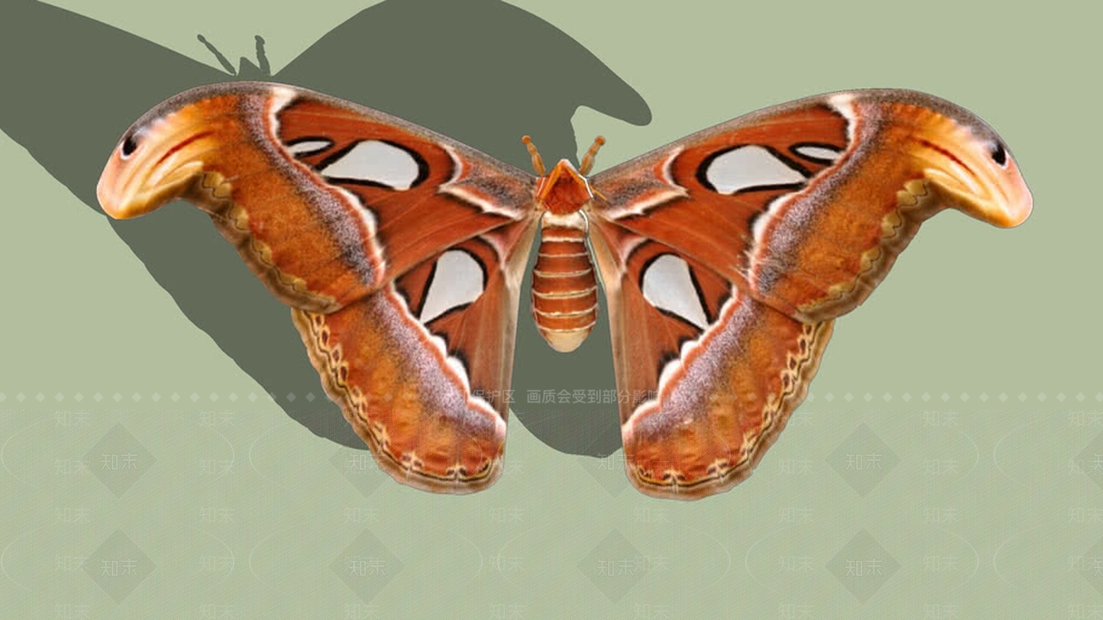 KELEBEK-BUTTERFLYSU模型下载【ID:1162133672】