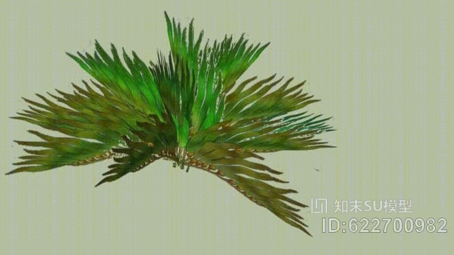 海带SU模型下载【ID:622700982】
