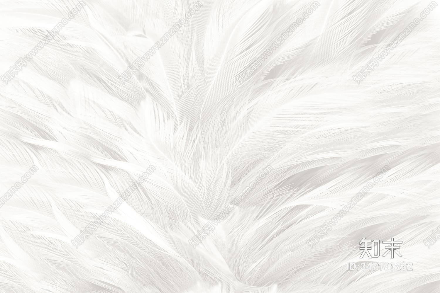 高清羽毛壁画贴图下载【ID:347109832】