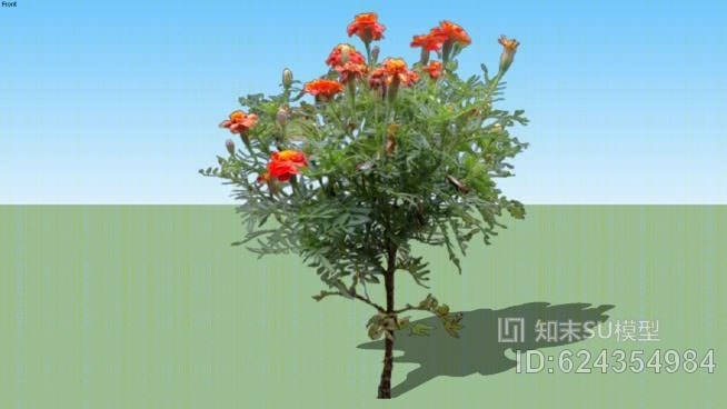 万寿菊01SU模型下载【ID:624354984】