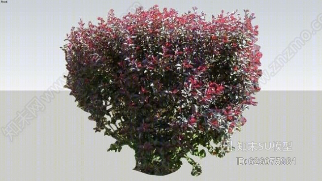 沙樱桃SU模型下载【ID:626075981】
