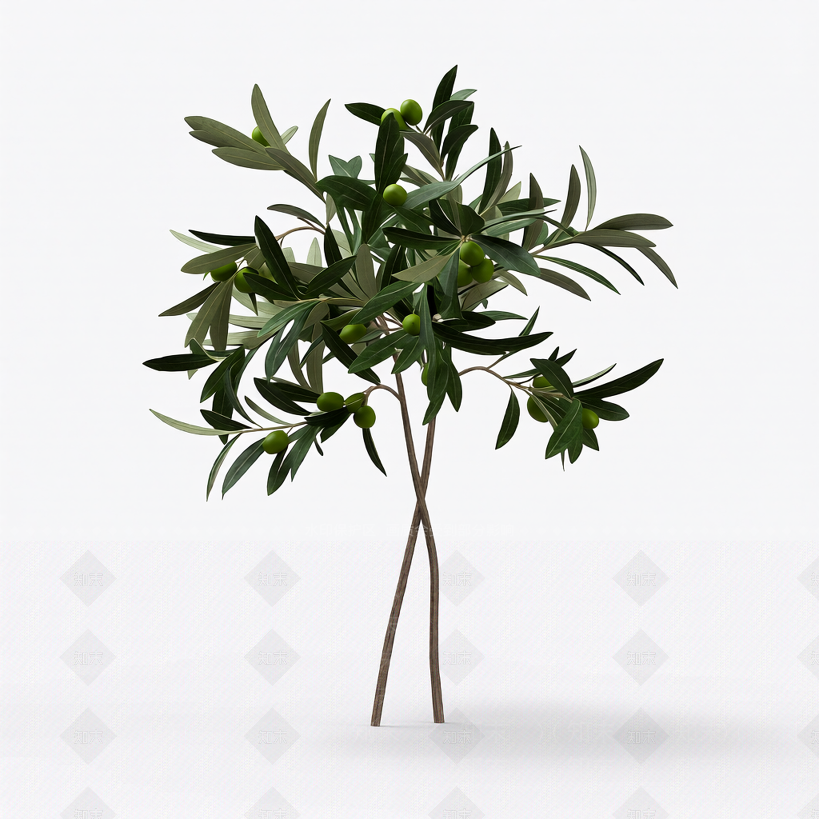 小型橄榄枝植物3D模型下载【ID:1206192935】