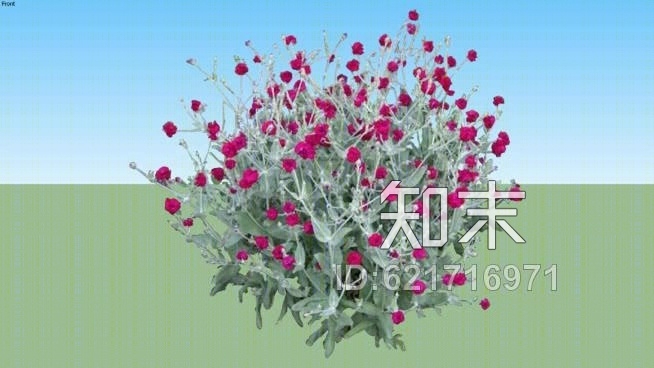 毛剪秋罗SU模型下载【ID:621716971】