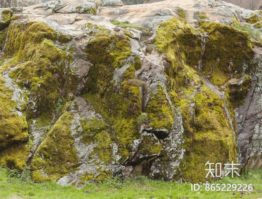 苔藓贴图下载【ID:865229226】