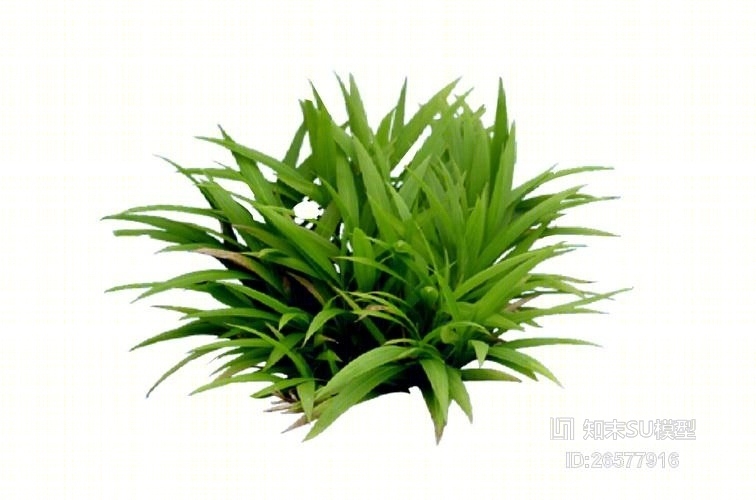 2D草团SU模型下载【ID:26577916】