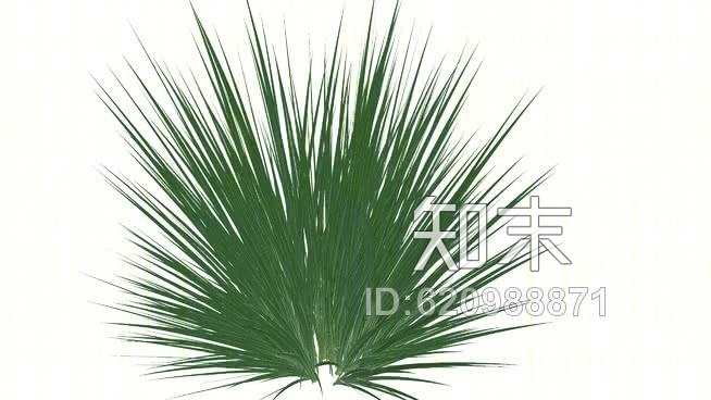 MiscanthusSU模型下载【ID:620988871】