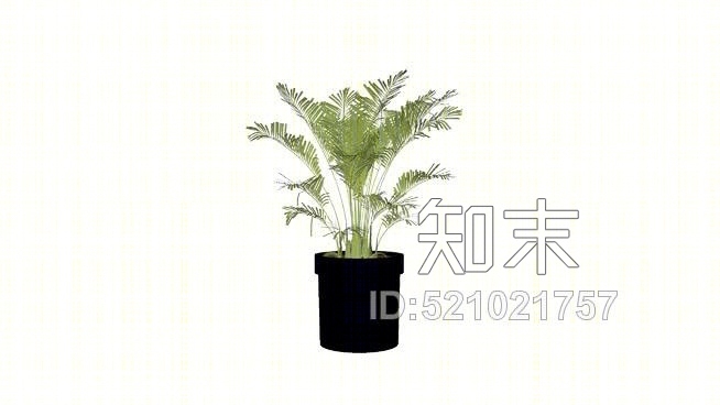 黑种皮槟榔树SU模型下载【ID:521021757】