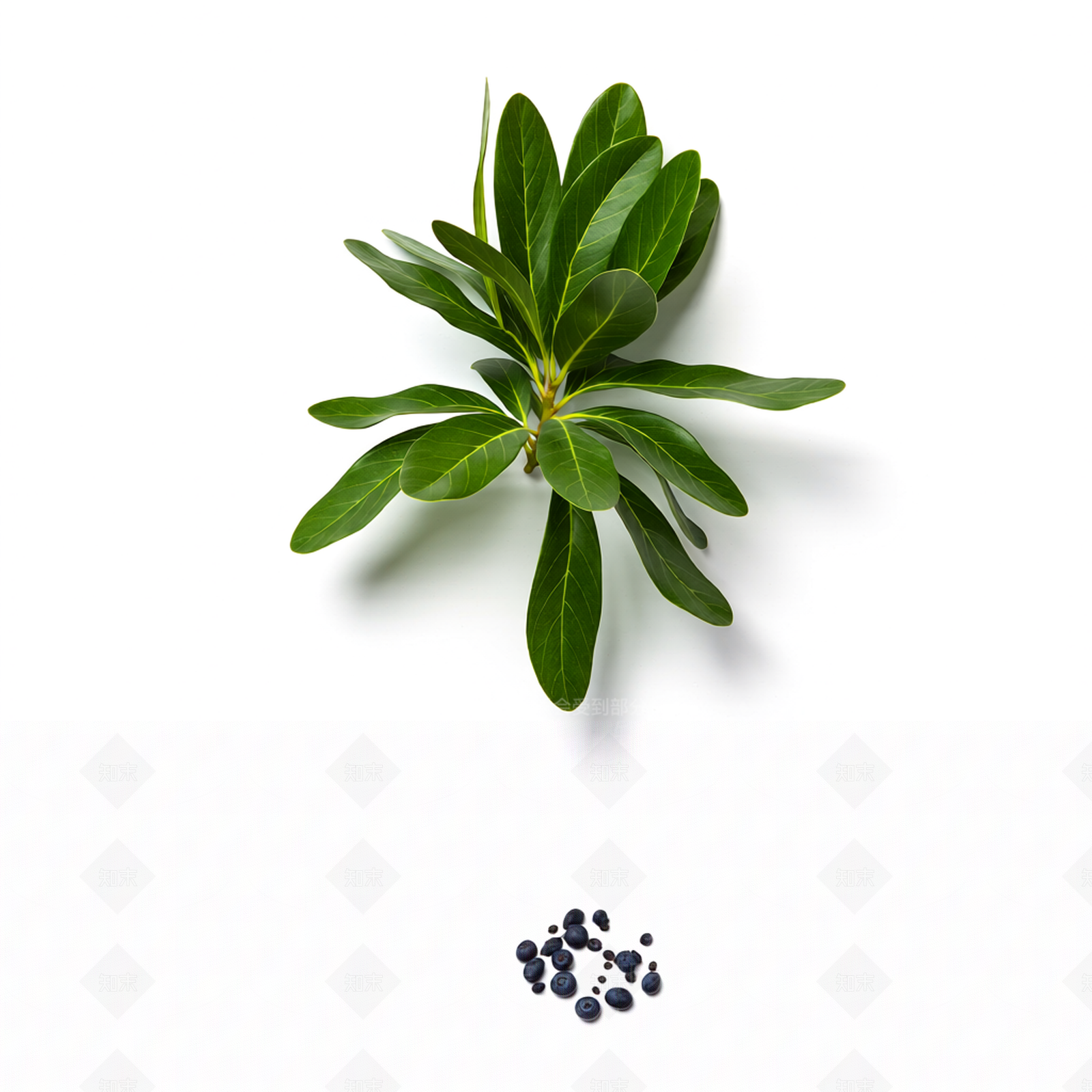 带果植物模型3D模型下载【ID:1206190293】