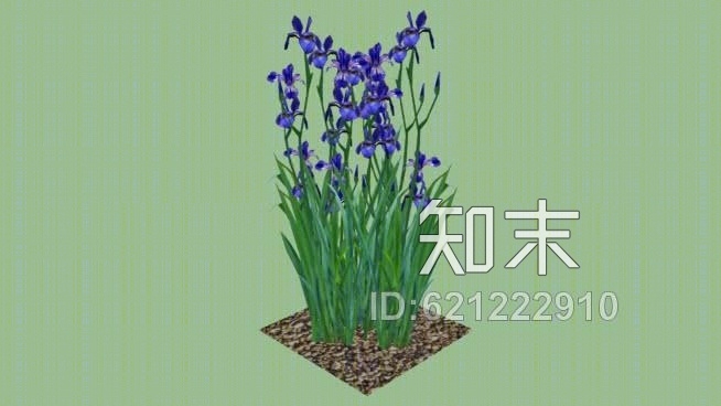 蓝鸢尾SU模型下载【ID:621222910】