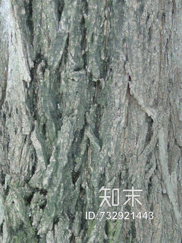 其他杂项-植物纹理贴图下载【ID:732921443】