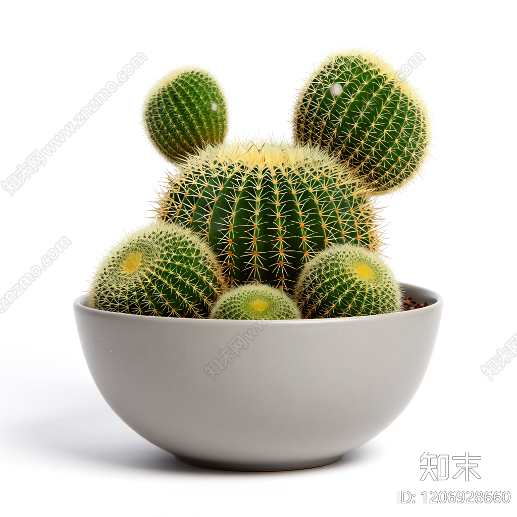 仙人掌盆栽装饰3D模型下载【ID:1206928660】