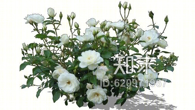 玫瑰白SU模型下载【ID:620971967】