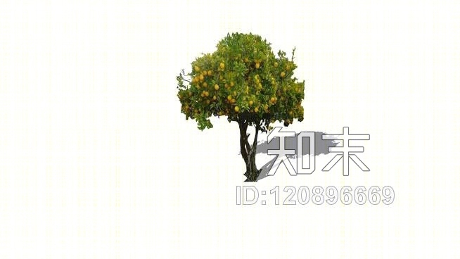 柠檬树SU模型下载【ID:120896669】