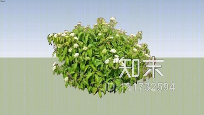 凯尔西dogwoodSU模型下载【ID:121732594】