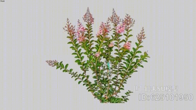 绉桃金娘灌木2D切断SU模型下载【ID:625101950】