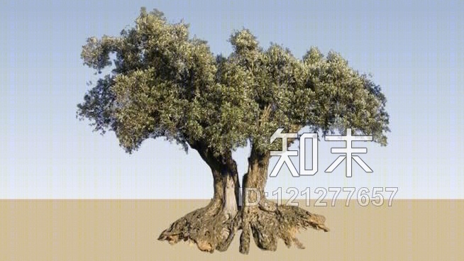 橄榄树SU模型下载【ID:121277657】