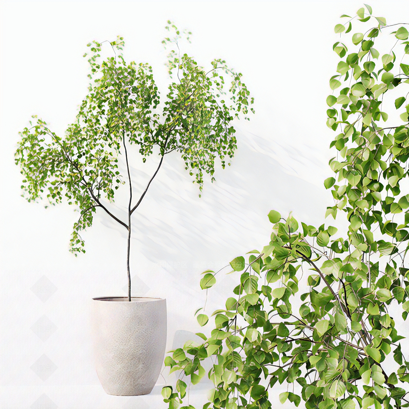 现代铁线蕨绿植盆栽3D模型下载【ID:1118531996】
