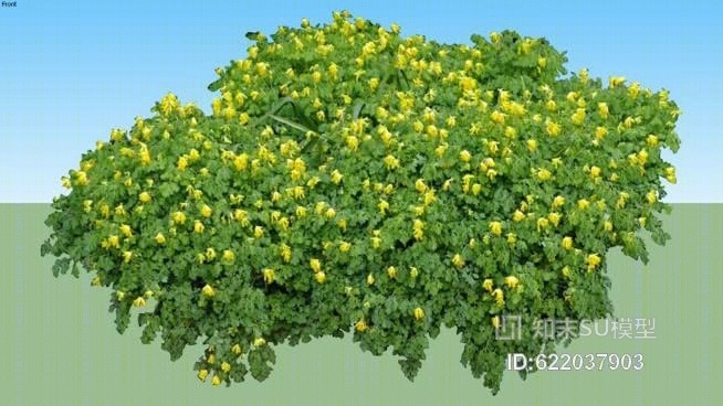 紫堇属SU模型下载【ID:622037903】
